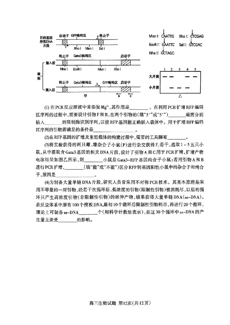 扫描件_24届泰安二模生物试题_2024年5月_01按日期_1号_2024届山东省泰安市高三4月二轮检测_2024届山东省泰安市高三4月二轮检测生物