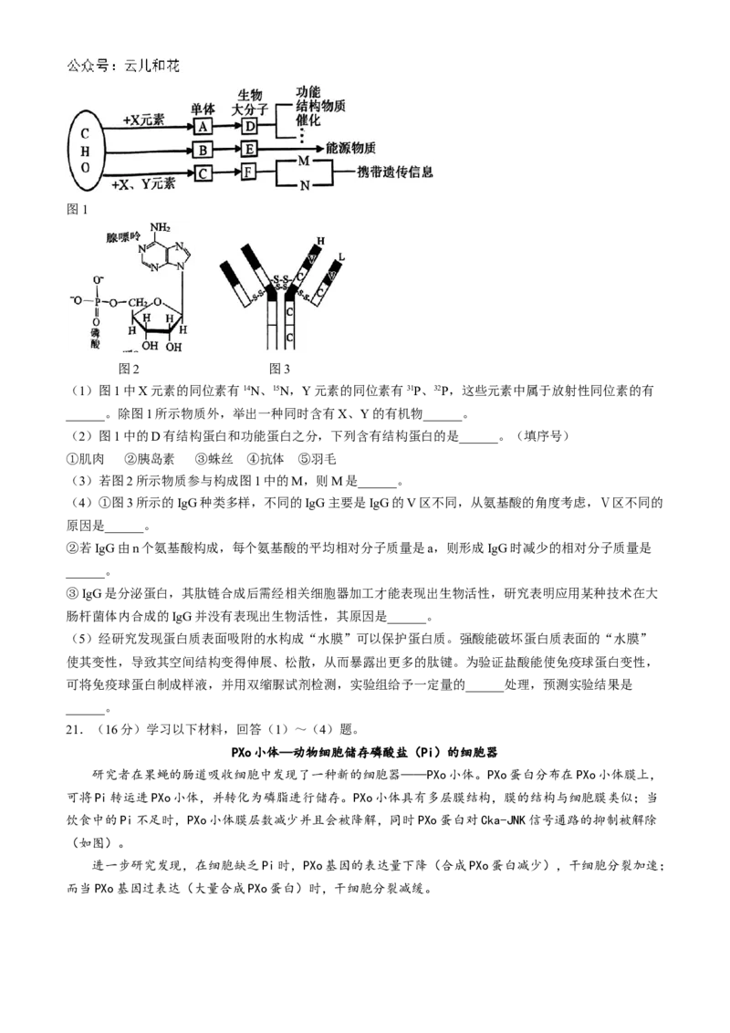 湖北省鄂东南省级示范高中教育教学改革联盟学校2024-2025学年高一上学期期中联考生物试题Word版含答案_2024-2025高一（7-7月题库）_2024年11月试卷