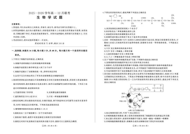 河南省百师联盟2028届高一上学期12月联考生物(A)_2024-2025高一（7-7月题库）_2026年1月高一_260105河南省百师联盟2028届高一上学期12月联考（全）