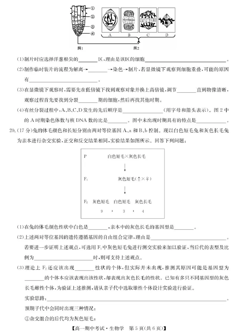 湖北省宜昌市协作体2024-2025学年高一下学期期中生物试卷（扫描版有答案）_2024-2025高一（7-7月题库）_2025年05月试卷_0508湖北省宜昌市协作体2024-2025学年高一下学期期中