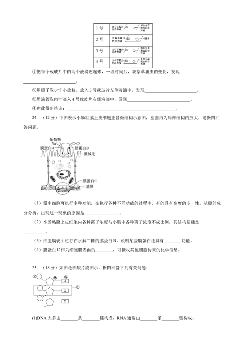 甘肃省兰州第一中学2024-2025学年高一上学期11月期中考试生物Word版含答案_2024-2025高一（7-7月题库）_2024年11月试卷_1121甘肃省兰州第一中学2024-2025学年高一上学期11月期中考试