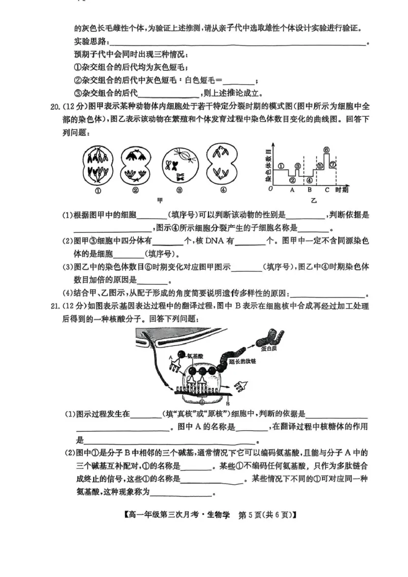 河北省沧州市四县多校联考2024-2025学年高一下学期（6月）第三次月考生物试卷（图片版，无答案）_2024-2025高一（7-7月题库）_2025年6月7.10新增