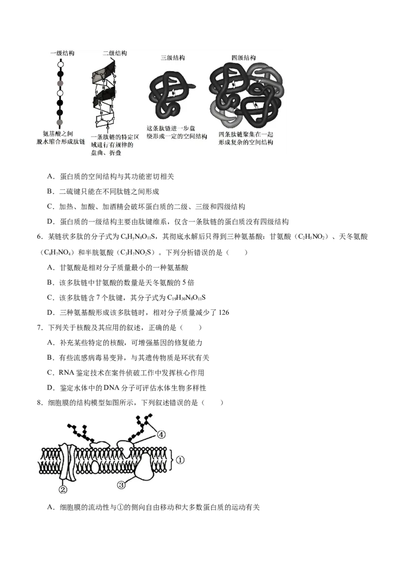 河北省邯郸市五校2025-2026学年高一上学期期中考试生物Word版含答案_2024-2025高一（7-7月题库）_2026年1月高一_260111河北省邯郸市五校2025-2026学年高一上学期期中考试