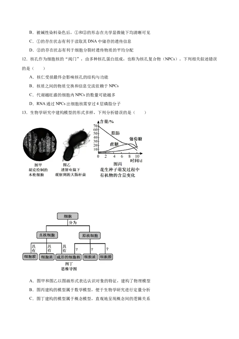 河北省邯郸市五校2025-2026学年高一上学期期中考试生物Word版含答案_2024-2025高一（7-7月题库）_2026年1月高一_260111河北省邯郸市五校2025-2026学年高一上学期期中考试