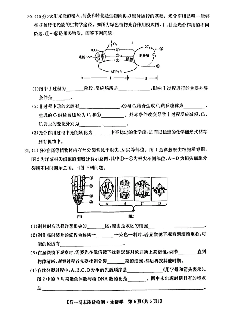 陕西省榆林市八校联考2024-2025学年高一上学期1月期末考试生物PDF版含解析_2024-2025高一（7-7月题库）_2025年01月试卷_0120陕西省榆林市八校联考2024-2025学年高一上学期1月期末考试
