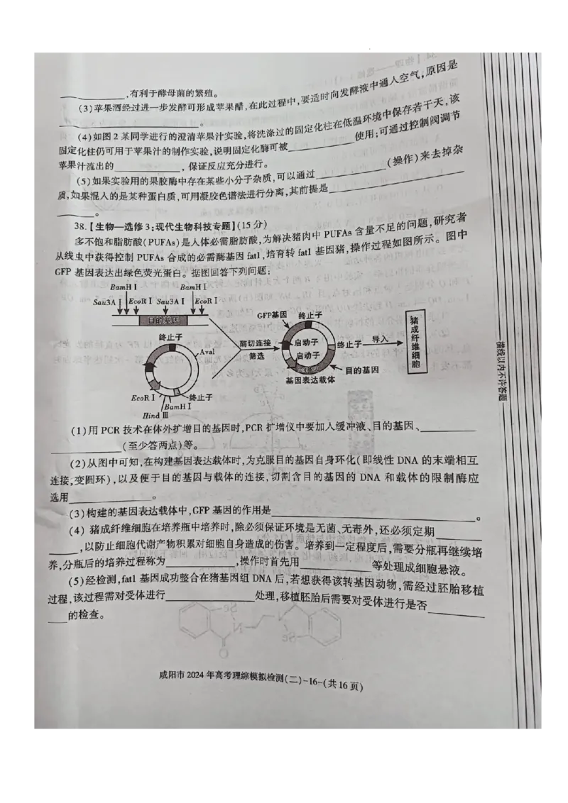 咸阳市2024高考模拟检测（二）理综试题_2024年3月_013月合集_2024届陕西省咸阳市高三下学期高考模拟检测(二)_2024届陕西省咸阳市高三下学期模拟检测（二）理综试题