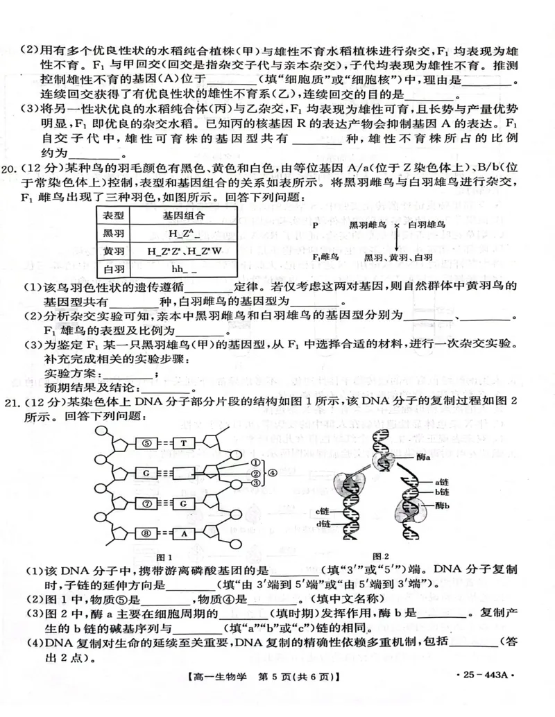河北省邢台市质检联盟2024-2025学年高一下学期期中生物试卷（扫描版含解析）_2024-2025高一（7-7月题库）_2025年05月试卷_0525河北省邢台市质检联盟2024-2025学年高一下学期期中考试