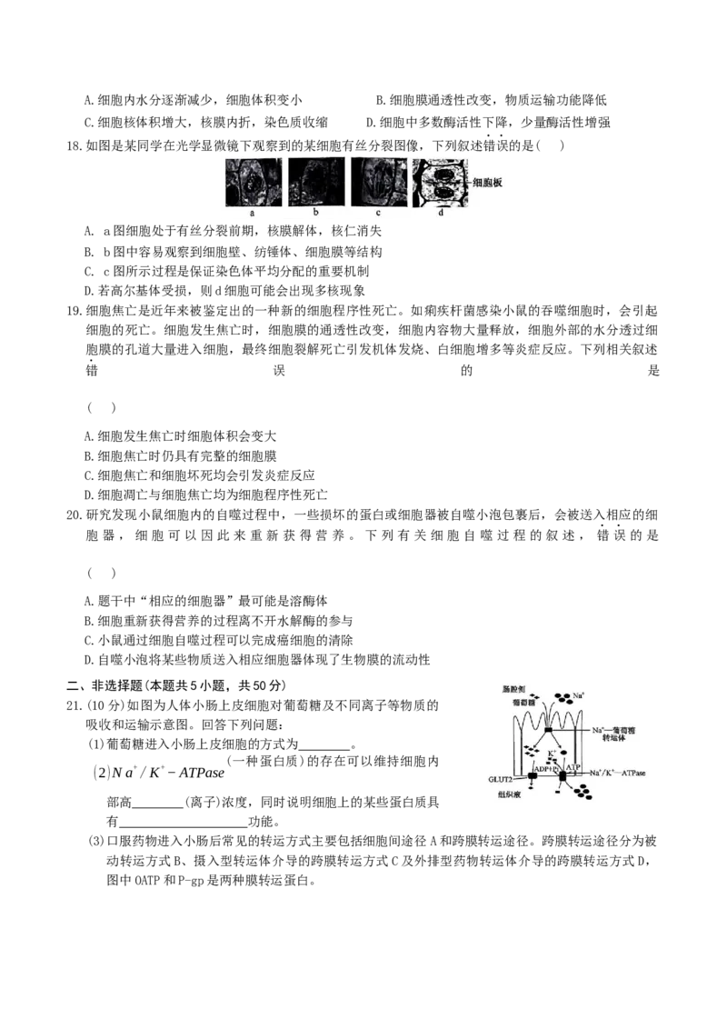 河北省邢台市名校联考2024-2025学年高一下学期7月期末考试生物Word版含答案_2024-2025高一（7-7月题库）_2025年7月_250715河北省邢台市名校联考2024-2025学年高一下学期7月期末