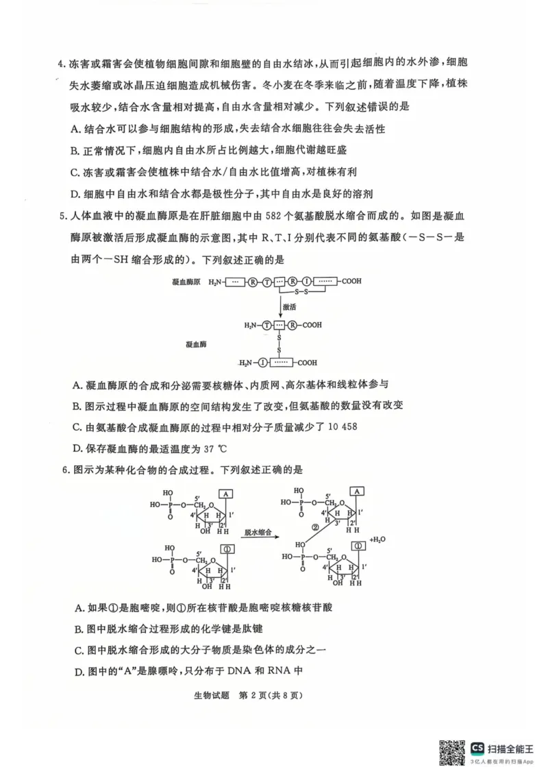 青桐鸣2024-2025学年高一上学期12月大联考生物试题扫描版含答案_2024-2025高一（7-7月题库）_2024年12月试卷_1219河南省青桐鸣2024-2025学年高一上学期12月大联考