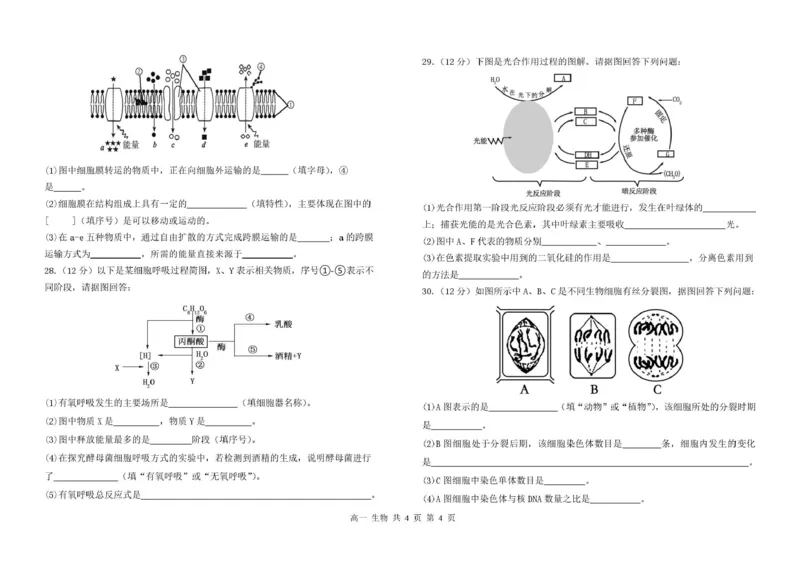 甘肃省兰州市八校联考2025-2026学年高一上学期期末考试生物试卷(图片版含答案)_2024-2025高一（7-7月题库）_2026年1月高一_260122甘肃省兰州市八校联考2025-2026学年高一上学期期末考试（全）