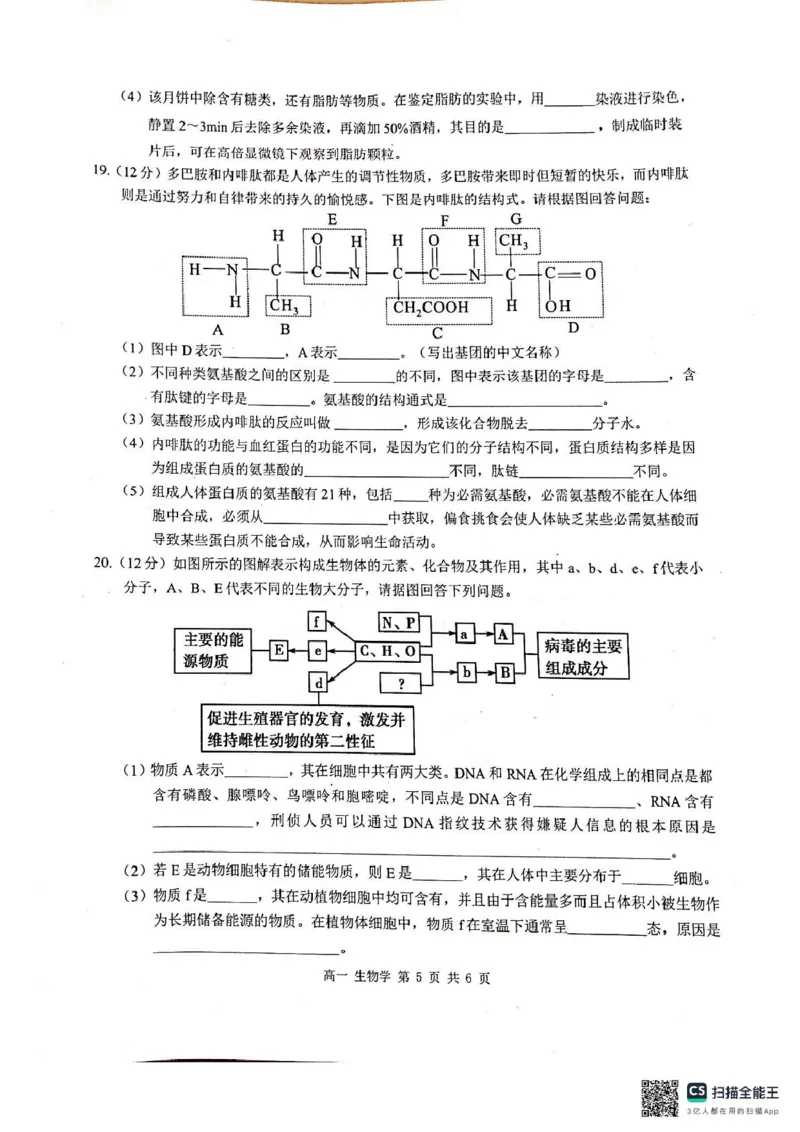 河池十校联体2024-10月考高一生物试卷_2024-2025高一（7-7月题库）_2024年11月试卷_1107广西河池十校高一联考2024-2025学年10月考