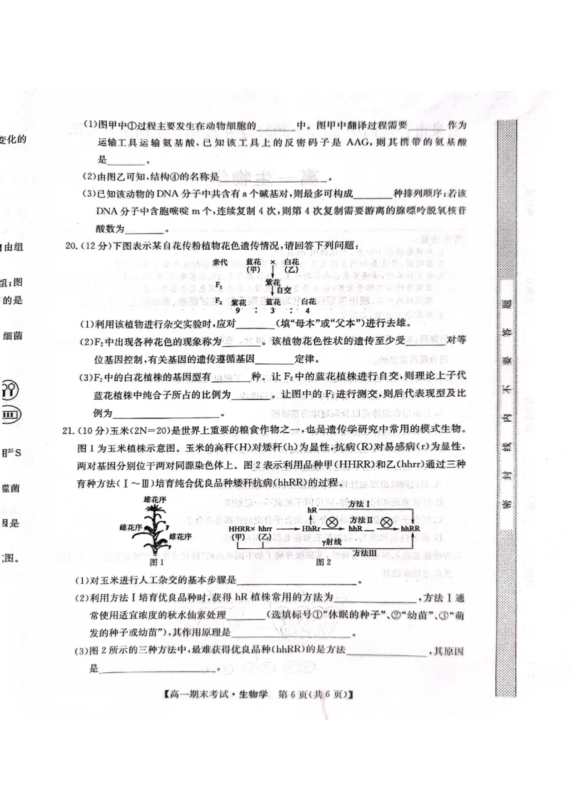 高一生物(1)_2024-2025高一（7-7月题库）_2024年8月试卷_0806甘肃省酒泉市2023-2024学年高一下学期期末考试(金太阳078A)