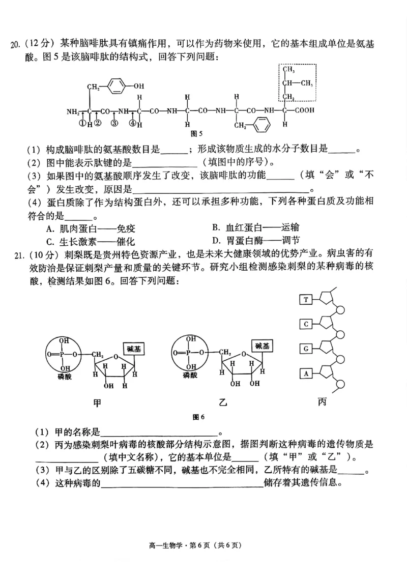 贵州省贵阳市2024-2025学年高一上学期10月联合考试（一）生物PDF版含解析_2024-2025高一（7-7月题库）_2024年11月试卷_1104贵州省贵阳市2024-2025学年高一上学期10月联合考试（一）