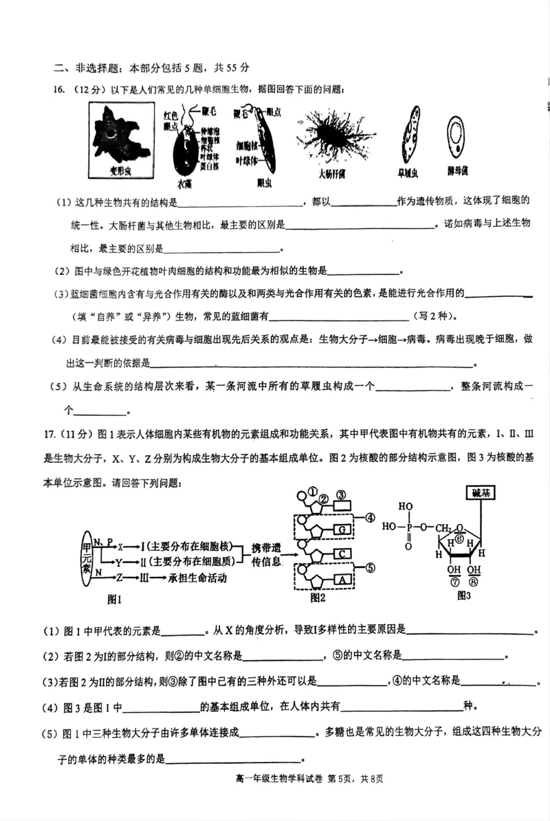 海南省先锋联盟2024-2025学年高一上学期11月期中考试生物PDF版含答案_2024-2025高一（7-7月题库）_2024年11月试卷_1125海南省先锋联盟2024-2025学年高一上学期11月期中考试