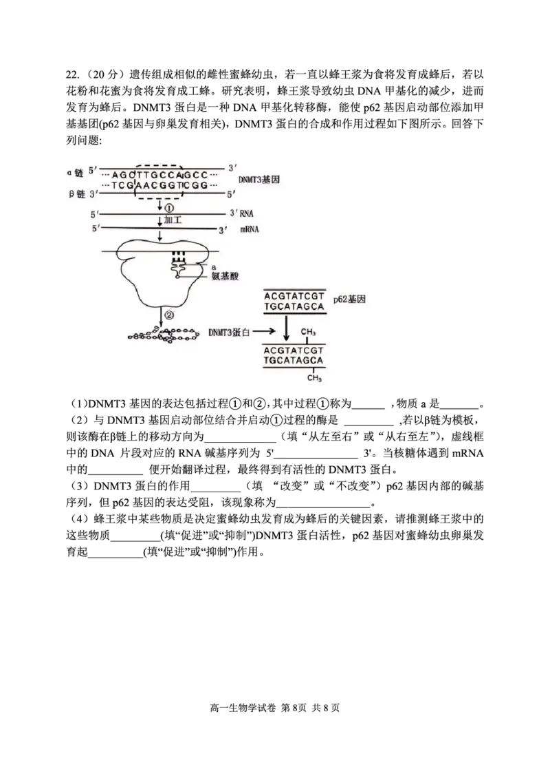 湖北省武汉市常青联盟2024-2025学年度下学期高一年级6月联考生物_2024-2025高一（7-7月题库）_2025年7月_250701湖北省武汉市常青联盟2024-2025学年度下学期高一年级6月联考