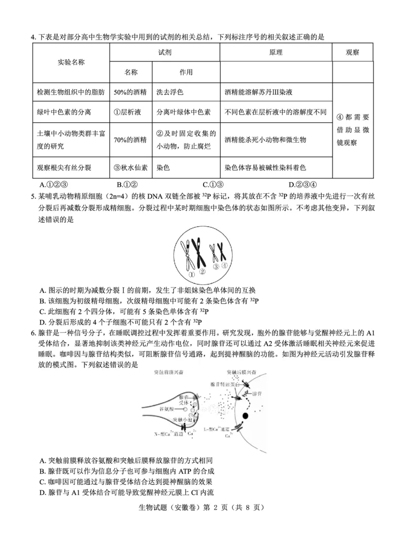 安徽卷名校教研联盟2024届高三3月联考生物试题_2024年3月_013月合集_2024届名校教研联盟高三3月考试（安徽版）_2024届名校教研联盟高三3月考试（安徽版）生物