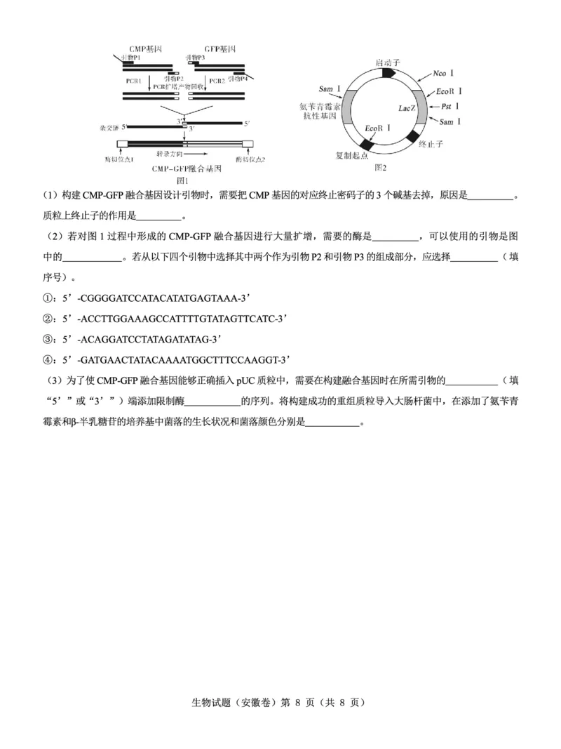 安徽卷名校教研联盟2024届高三3月联考生物试题_2024年3月_013月合集_2024届名校教研联盟高三3月考试（安徽版）_2024届名校教研联盟高三3月考试（安徽版）生物