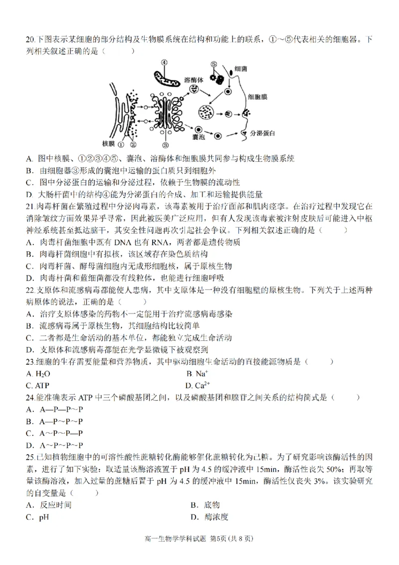 生物卷-嘉兴八校高一期中_2024-2025高一（7-7月题库）_2024年11月试卷_1117浙江省嘉兴八校2024-2025学年高一期中