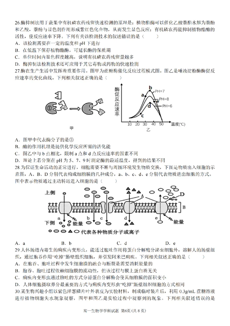生物卷-嘉兴八校高一期中_2024-2025高一（7-7月题库）_2024年11月试卷_1117浙江省嘉兴八校2024-2025学年高一期中