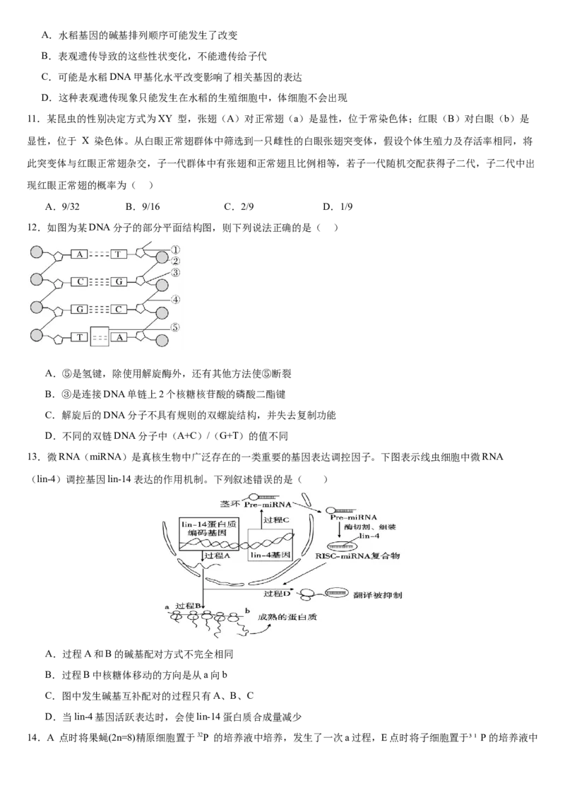 河南省驻马店市新蔡县第一高级中学2024-2025学年高一下学期5月半月考生物试卷（有答案）_2024-2025高一（7-7月题库）_2025年05月试卷