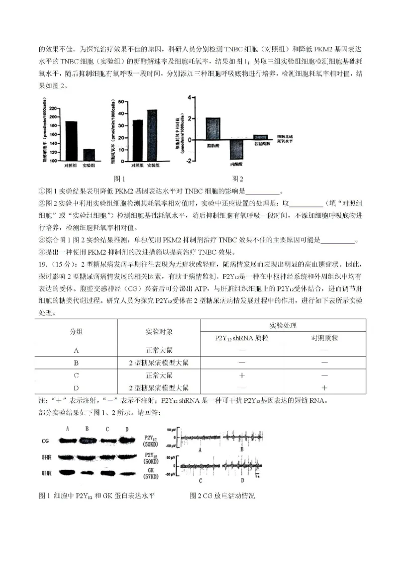 2025届福建省泉州市高三上学期8月高中毕业班质量监测（一）生物试题含答案_2024-2025高三（6-6月题库）_2024年08月试卷_0831福建省泉州市2025届高中毕业班质量监测（一）