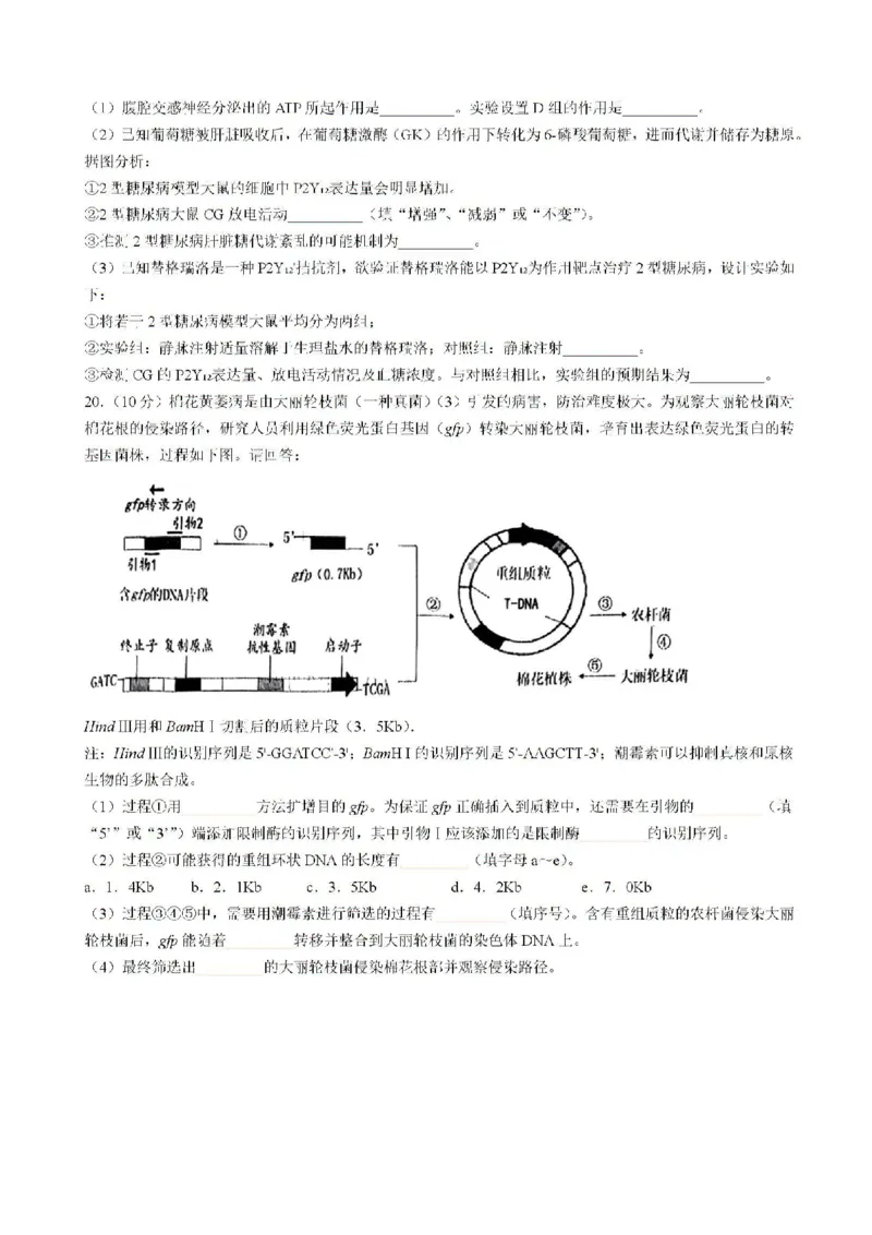 2025届福建省泉州市高三上学期8月高中毕业班质量监测（一）生物试题含答案_2024-2025高三（6-6月题库）_2024年08月试卷_0831福建省泉州市2025届高中毕业班质量监测（一）