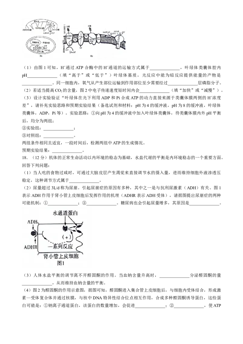 2025陕西省安康市高三上学期开学联考生物试题（有解析）_2024-2025高三（6-6月题库）_2024年09月试卷_09122025陕西省安康市高三上学期开学联考
