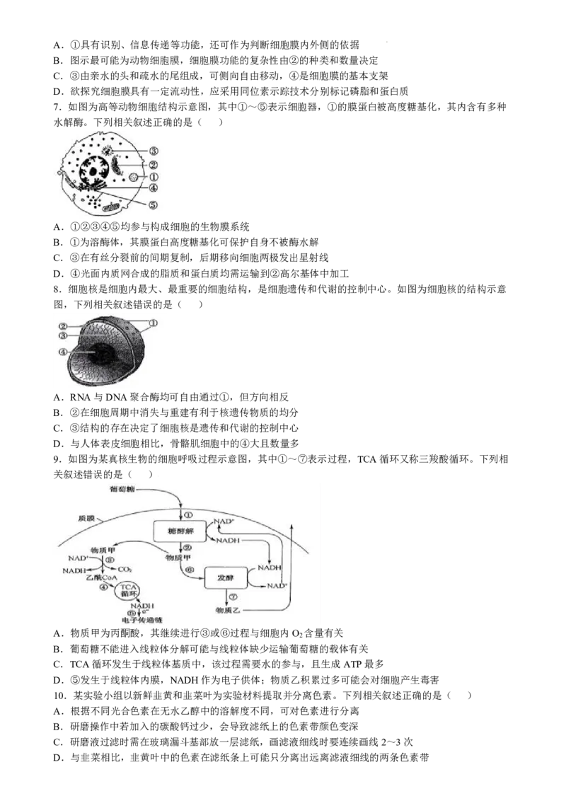 2025届九师联盟质检巩固高三10月考（G）-生物_2024-2025高三（6-6月题库）_2024年10月试卷_10122025届九师联盟质检巩固高三10月考（G）