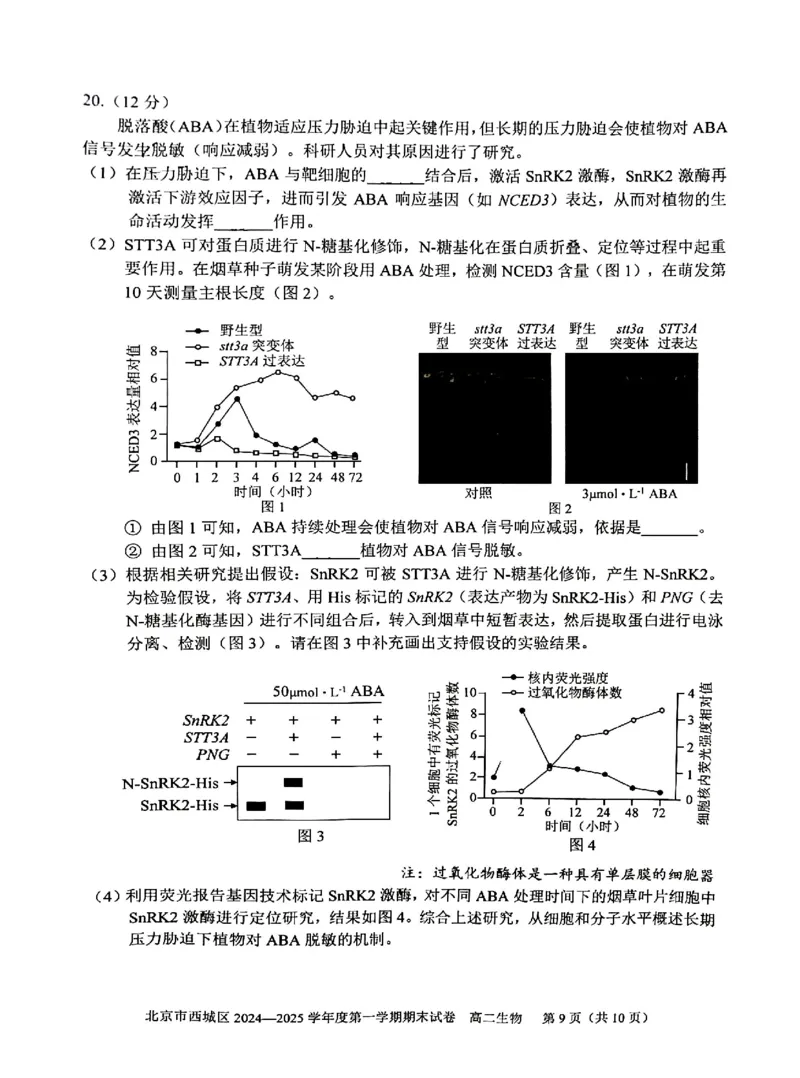 北京市西城区2024-2025学年高二上学期期末考试生物试卷（PDF版，含答案）_2024-2025高二（7-7月题库）_2025年01月试卷_0124北京市西城区2024-2025学年高二上学期期末考试
