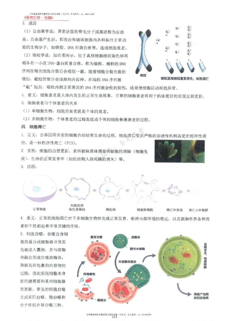 2024张鹏生物一轮复习讲义上_2024-2025高三（6-6月题库）_2024年09月试卷_张鹏