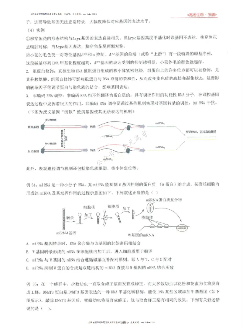 2024张鹏生物一轮复习讲义上_2024-2025高三（6-6月题库）_2024年09月试卷_张鹏