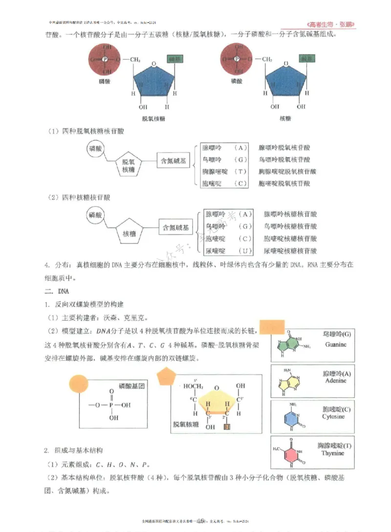 2024张鹏生物一轮复习讲义上_2024-2025高三（6-6月题库）_2024年09月试卷_张鹏