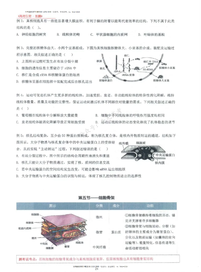 2024张鹏生物一轮复习讲义上_2024-2025高三（6-6月题库）_2024年09月试卷_张鹏