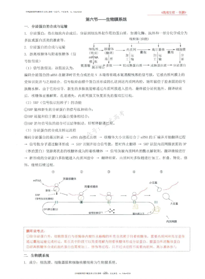 2024张鹏生物一轮复习讲义上_2024-2025高三（6-6月题库）_2024年09月试卷_张鹏