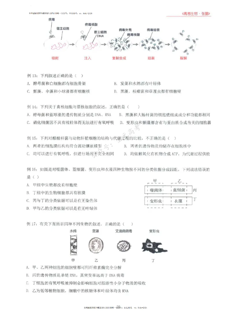 2024张鹏生物一轮复习讲义上_2024-2025高三（6-6月题库）_2024年09月试卷_张鹏