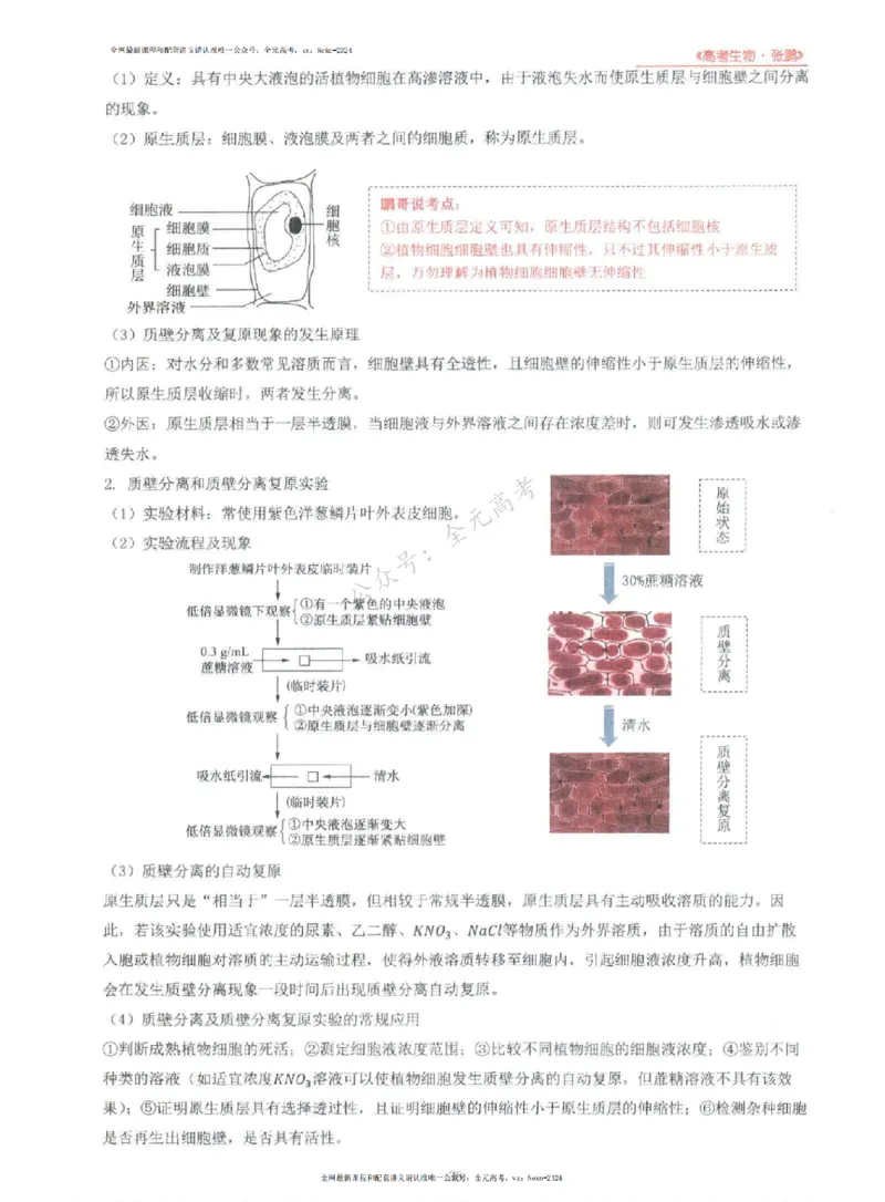 2024张鹏生物一轮复习讲义上_2024-2025高三（6-6月题库）_2024年09月试卷_张鹏