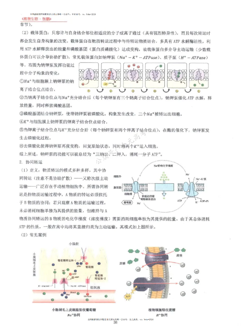 2024张鹏生物一轮复习讲义上_2024-2025高三（6-6月题库）_2024年09月试卷_张鹏