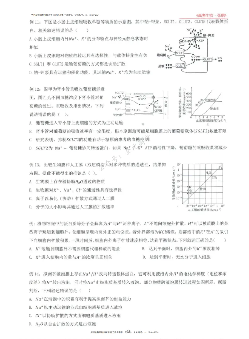 2024张鹏生物一轮复习讲义上_2024-2025高三（6-6月题库）_2024年09月试卷_张鹏