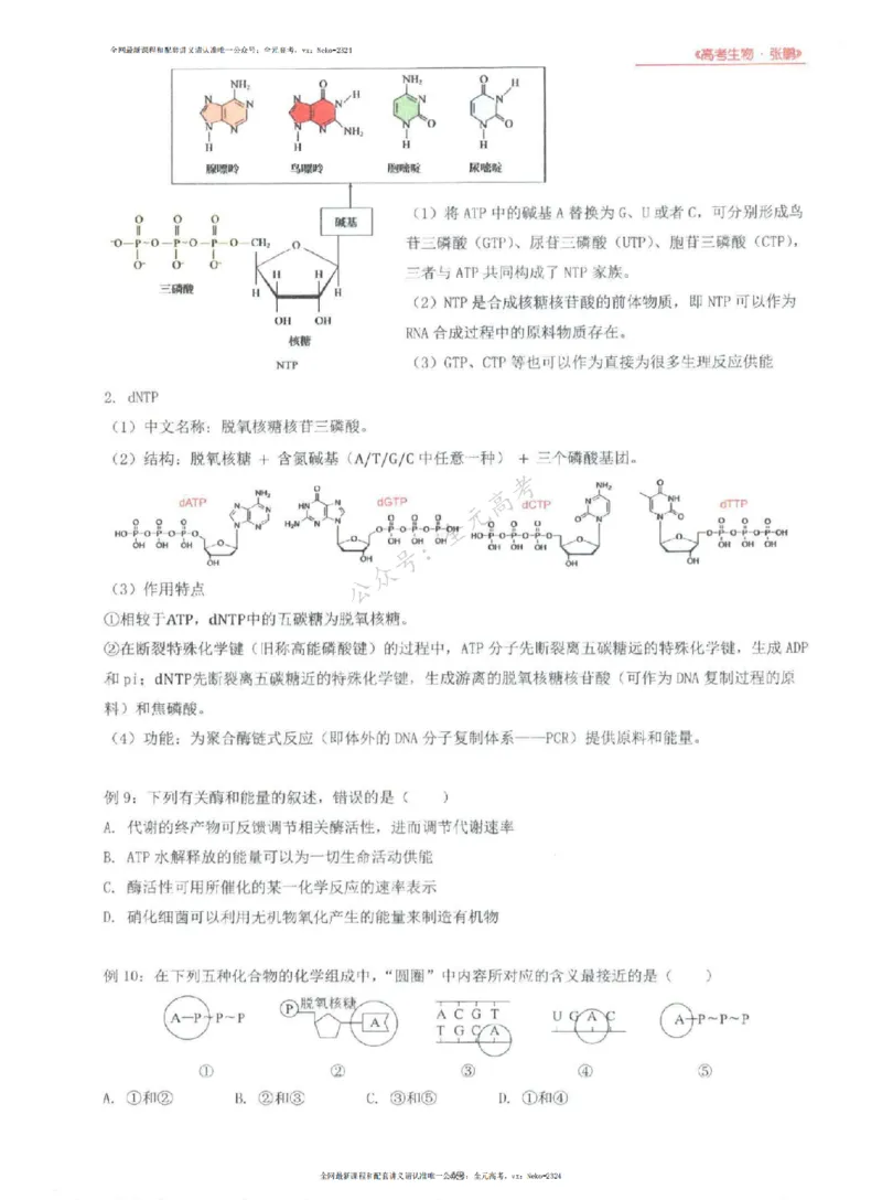 2024张鹏生物一轮复习讲义上_2024-2025高三（6-6月题库）_2024年09月试卷_张鹏
