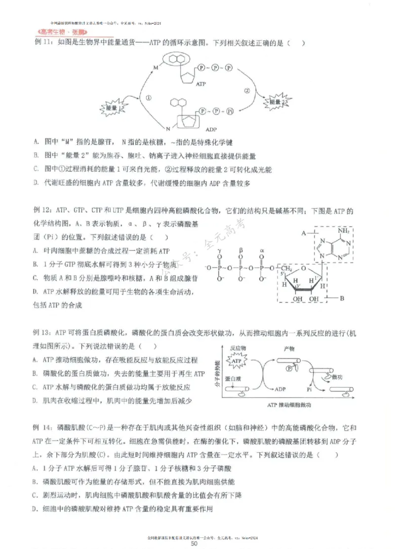 2024张鹏生物一轮复习讲义上_2024-2025高三（6-6月题库）_2024年09月试卷_张鹏