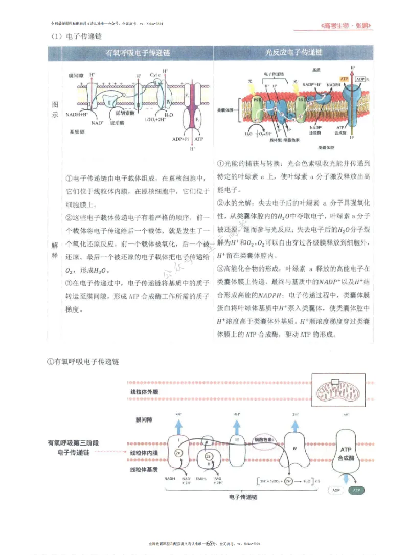 2024张鹏生物一轮复习讲义上_2024-2025高三（6-6月题库）_2024年09月试卷_张鹏