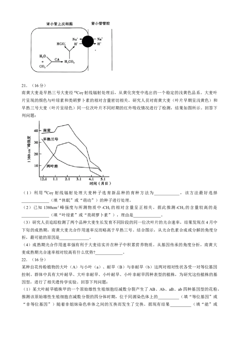 湖北省高中名校联盟2024届高三第四次联合测评生物试题+答案(1)_2024年5月_025月合集_2024届湖北省圆创高中名校联盟高三第四次联合测评