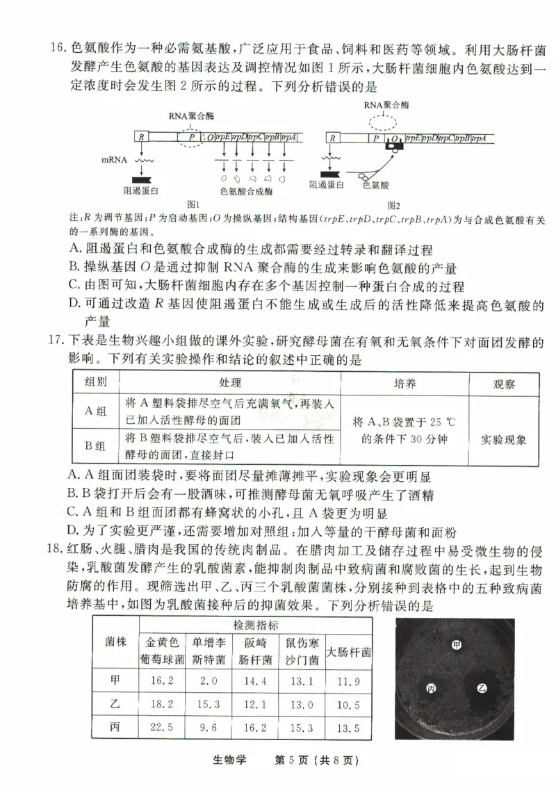 2025年普通高等学校招生全国统一考试模拟试题（一）生物试题（PDF版，含解析）_2024-2025高三（6-6月题库）_2024年11月试卷