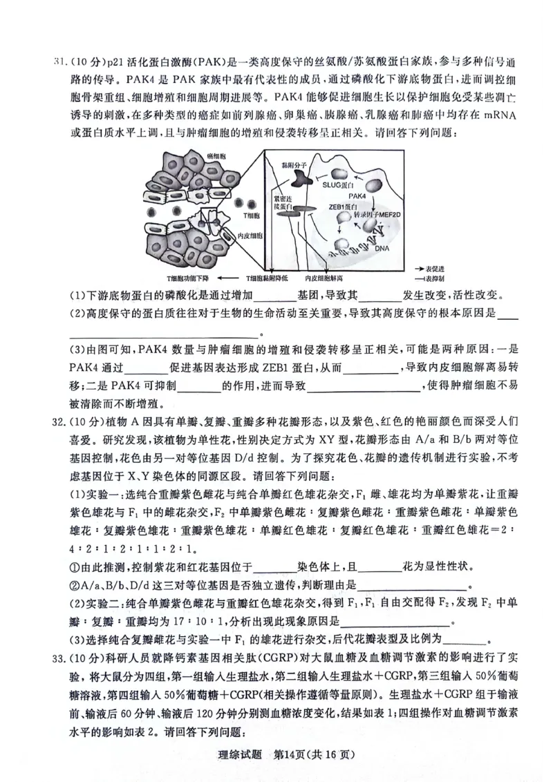 河南省部分重点高中2023-2024学年下学期高三4月大联考-理综_2024年4月_01按日期_20号_2024届青桐鸣高三4月大联考.普高招生全国统一考试