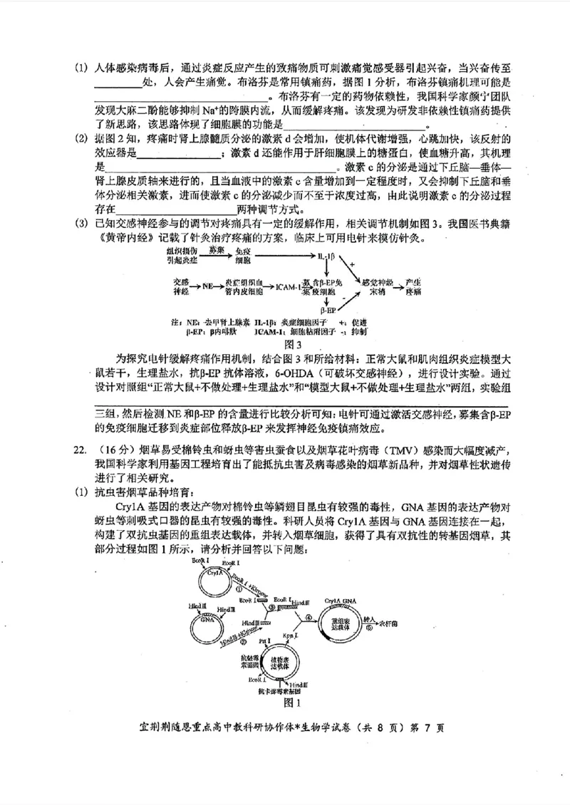 湖北省2024年宜荆荆随恩高三5月联考（二模）生物试题+答案(1)_2024年5月_025月合集_2024届湖北省宜荆荆随恩高三下学期5月联考(二模)