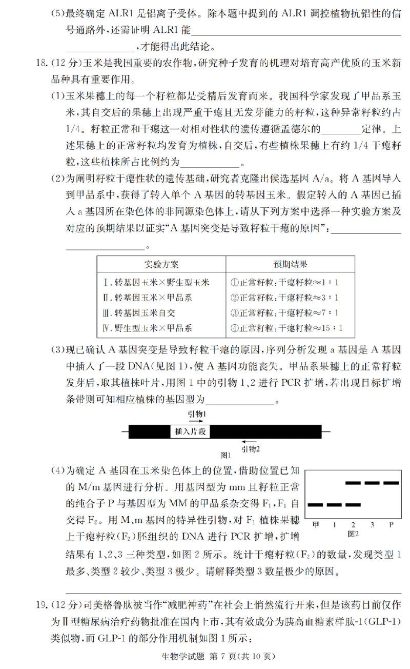 2025届湖南省长沙市第一中学高三上学期摸底考试生物试题+答案_2024-2025高三（6-6月题库）_2024年09月试卷_0920湖南省长沙市第一中学2024-2025学年高三上学期摸底考试