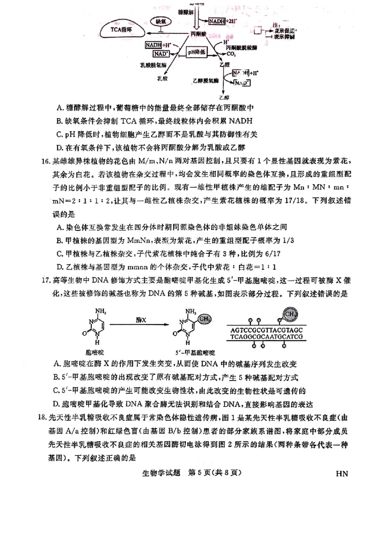 2025届高三金科新未来10月联考生物试卷_2024-2025高三（6-6月题库）_2024年10月试卷_1013河南省2025届高三金科新未来10月联考