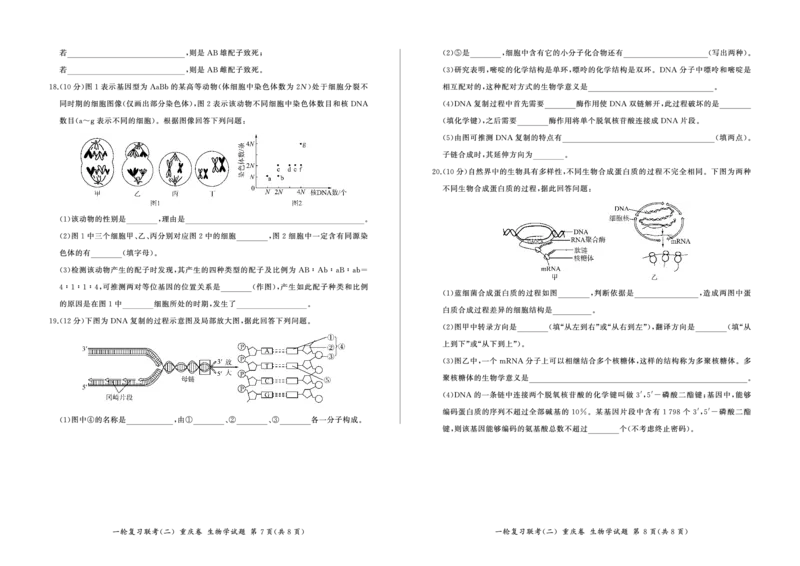 2024届高三一轮复习联考（二）生物试卷（重庆卷）(1)_2023年11月_0211月合集_2024届百师联盟高三一轮复习联考（二）（重庆卷）_百师联盟2024届高三一轮复习联考（二）（重庆卷）生物