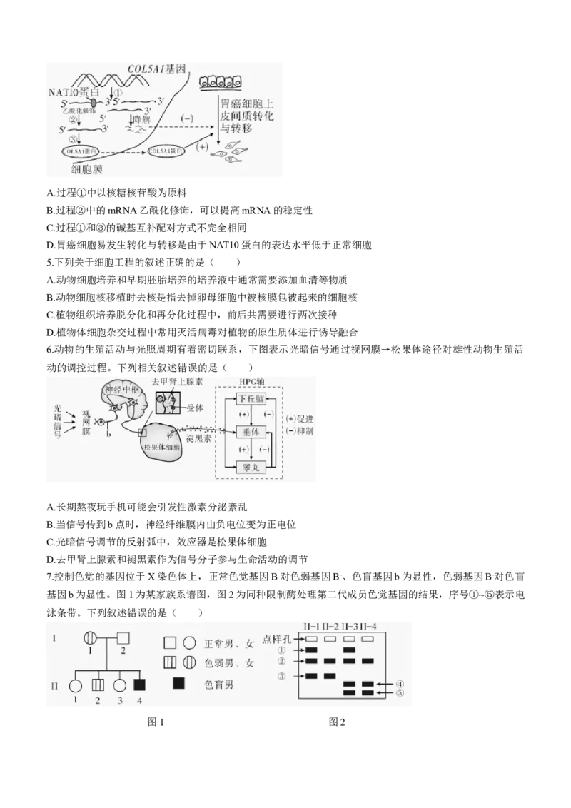 湖南省邵阳市2024届高三下学期二模生物试题Word版含答案(1)_2024年3月_013月合集_2024届湖南省邵阳市高三下学期二模