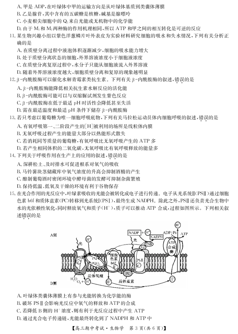 25-L-190C-生物_2024-2025高三（6-6月题库）_2024年11月试卷_1116九师联盟&bull;湖北省宜昌协作体2025届高三11月联考（全科）_生物